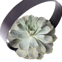 Sukkulente Im Metallring, Höhe Ca. 22 Cm -Die grüne Ecke 1530150097 Echevieria im Metallring D20cm 3 116603