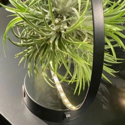 Tillandsie In Rundem Metallgestell, Schwarz, Mit LED-Beleuchtung, 17cm Ø -Die grüne Ecke 1530150099 Tillandsie im Metallring beleuchtet 4 116945