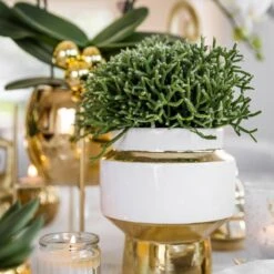 Geschenkset Orchidee & Sukkulente, Gold & Weiß, Inkl. Übertöpfen Und Dekotablett -Die grüne Ecke 1530150101 Kolibri Set Weiss Gold klein 5 117028