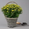 Chrysantheme Gelb Im Henkelkorb, Topf-Ø 19 Cm -Die grüne Ecke 1530200293 Chrysanthemum im Henkelkorb 19 21 gelb 1 126596