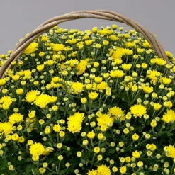 Chrysantheme Gelb Im Henkelkorb, Topf-Ø 19 Cm -Die grüne Ecke 1530200293 Chrysanthemum im Henkelkorb 19 21 gelb 2 126597
