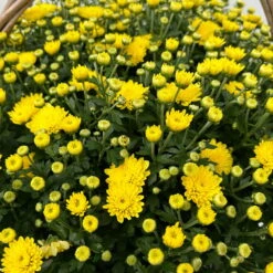 Chrysantheme Gelb Im Henkelkorb, Topf-Ø 19 Cm -Die grüne Ecke 1530200293 Chrysanthemum im Henkelkorb 19 21 gelb 1 126598