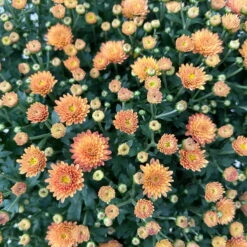 Chrysantheme Bronze Im Henkelkorb, Topf-Ø 19 Cm -Die grüne Ecke 1530200294 Chrysanthemum im Henkelkorb 19 21 bronze 1 126601