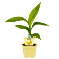 Bio Bananenpflanze, Topf-Ø 12 Cm, 2er-Set -Die grüne Ecke 1610200313 Blu Bio Banane 2er Set 1 109460
