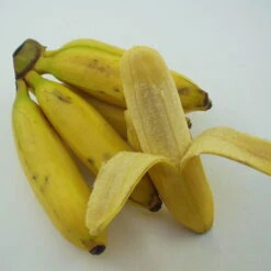 Bio Bananenpflanze, Topf-Ø 12 Cm, 2er-Set -Die grüne Ecke 1610200313 Blu Bio Banane T12 2er Set Musa basjoo winterhart WS 3 109596