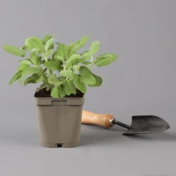 Grillkräuter Salbei, Rosmarin & Thymian, Topf 11x11 Cm, Inkl. Greenbar® -Die grüne Ecke 1610300382 salbei Greenbar Grillkraeuter Kasten Anthrazit und 3Kraeuter t 122890