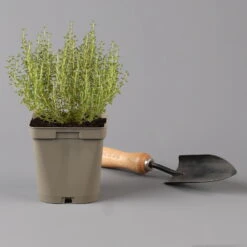 Grillkräuter Salbei, Rosmarin & Thymian, Topf 11x11 Cm, Inkl. Greenbar® -Die grüne Ecke 1610300382 thymian Greenbar Grillkraeuter Kasten Anthrazit und 3Kraeuter t 122889