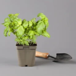 Küchenkräuter Basilikum, Oregano & Petersilie, Topf 11x11 Cm, Inkl. Greenbar® -Die grüne Ecke 1610300383 basilikum Greenbar Kuechenkraeuter Kasten Anthrazit und 3Kraeuter 122886