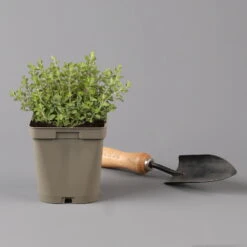 Küchenkräuter Basilikum, Oregano & Petersilie, Topf 11x11 Cm, Inkl. Greenbar® -Die grüne Ecke 1610300383 oregano Greenbar Kuechenkraeuter Kasten Anthrazit und 3Kraeuter 122885