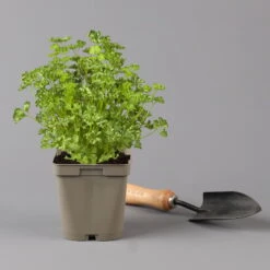 Küchenkräuter Basilikum, Oregano & Petersilie, Topf 11x11 Cm, Inkl. Greenbar® -Die grüne Ecke 1610300383 petersilie Greenbar Kuechenkraeuter Kasten Anthrazit und 3Kraeuter 122884