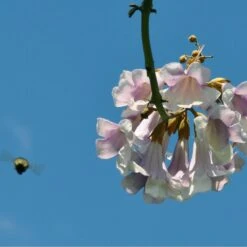 Bio Blauglockenbaum, Co2-Klimabaum 'NordMax21‘ ®, Topf-Ø 15 Cm -Die grüne Ecke 1615100163 Blu Klimabaum 10 121713