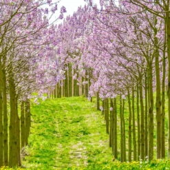 Bio Blauglockenbaum, Co2-Klimabaum 'NordMax21‘ ®, Topf-Ø 15 Cm -Die grüne Ecke 1615100163 Blu Klimabaum 11 121714