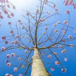 Bio Blauglockenbaum, Co2-Klimabaum 'NordMax21‘ ®, Topf-Ø 15 Cm -Die grüne Ecke 1615100163 Blu Klimabaum 12 121715