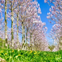 Bio Blauglockenbaum, Co2-Klimabaum 'NordMax21‘ ®, Topf-Ø 15 Cm -Die grüne Ecke 1615100163 Blu Klimabaum 14 121721