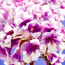 Bio Blauglockenbaum, Co2-Klimabaum 'NordMax21‘ ®, Topf-Ø 15 Cm -Die grüne Ecke 1615100163 Blu Klimabaum 15 121710