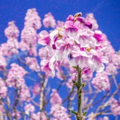 Bio Blauglockenbaum, Co2-Klimabaum 'NordMax21‘ ®, Topf-Ø 15 Cm -Die grüne Ecke 1615100163 Blu Klimabaum 16 121712