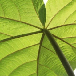 Bio Blauglockenbaum, Co2-Klimabaum 'NordMax21‘ ®, Topf-Ø 15 Cm -Die grüne Ecke 1615100163 Blu Klimabaum 17 121711