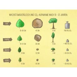 Bio Blauglockenbaum, Co2-Klimabaum 'NordMax21‘ ®, Topf-Ø 15 Cm -Die grüne Ecke 1615100163 Blu Klimabaum 18 121720