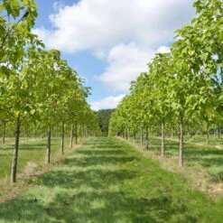 Bio Blauglockenbaum, Co2-Klimabaum 'NordMax21‘ ®, Topf-Ø 15 Cm -Die grüne Ecke 1615100163 Blu Klimabaum 3 121719