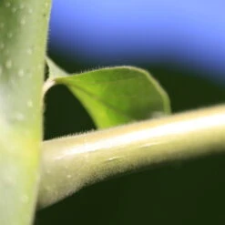 Bio Blauglockenbaum, Co2-Klimabaum 'NordMax21‘ ®, Topf-Ø 15 Cm -Die grüne Ecke 1615100163 Blu Klimabaum 6 121716