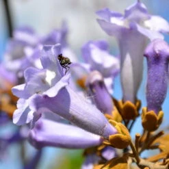 Bio Blauglockenbaum, Co2-Klimabaum 'NordMax21‘ ®, Topf-Ø 15 Cm -Die grüne Ecke 1615100163 Blu Klimabaum 7 121723