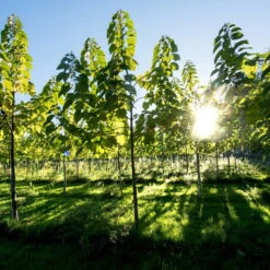 Bio Blauglockenbaum, Co2-Klimabaum 'NordMax21‘ ®, Topf-Ø 15 Cm -Die grüne Ecke 1615100163 Blu Klimabaum 8 121708