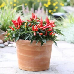 Bio Paprika 'Naschzipfel', Mild, Topf-Ø 12 Cm, 3er-Set -Die grüne Ecke 1620330092 Blu Bio Naschzipfel mild 3er Set 4 109485