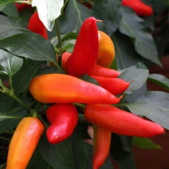 Blu Bio Snack-Chili, Mittelscharf, Topf-Ø 12 Cm, 3er-Set -Die grüne Ecke 1620330094 Blu Bio Snack Chilli mittelscharf 3er Set 4 109488