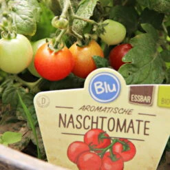 Blu Bio Cocktailtomate 'Naschtomate F1', Topf-Ø 12 Cm, 3er Set -Die grüne Ecke 1620330131 Blu Bio Naschtomate T12 3er Set Cocktailtomate 2 124300