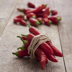 Blu Bio Chilipflanze Zwerg-Chili, Topf-Ø 12 Cm, 3er Set -Die grüne Ecke 1620330132 Blu Bio Zwerg Chili mit Fruechte T12 3er Set extra scharf 12 124310