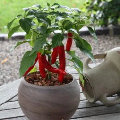 Blu Bio Chilipflanze Zwerg-Chili, Topf-Ø 12 Cm, 3er Set -Die grüne Ecke 1620330132 Blu Bio Zwerg Chili mit Fruechte T12 3er Set extra scharf 6 124307