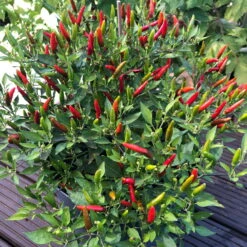 Blu Bio Chili 'Thai Chili F1', Topf-Ø 15 Cm, 3er Set 19 Blu Bio Chili 'Thai Chili F1', Topf-Ø 15 Cm, 3er Set -Die grüne Ecke 1620330133 Blu Bio Thai Chili T15 3er Set mit Fruechte 11 124316