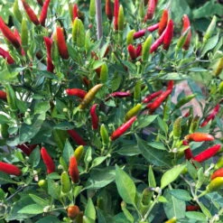 Blu Bio Chili 'Thai Chili F1', Topf-Ø 15 Cm, 3er Set 17 Blu Bio Chili 'Thai Chili F1', Topf-Ø 15 Cm, 3er Set -Die grüne Ecke 1620330133 Blu Bio Thai Chili T15 3er Set mit Fruechte 2 124314