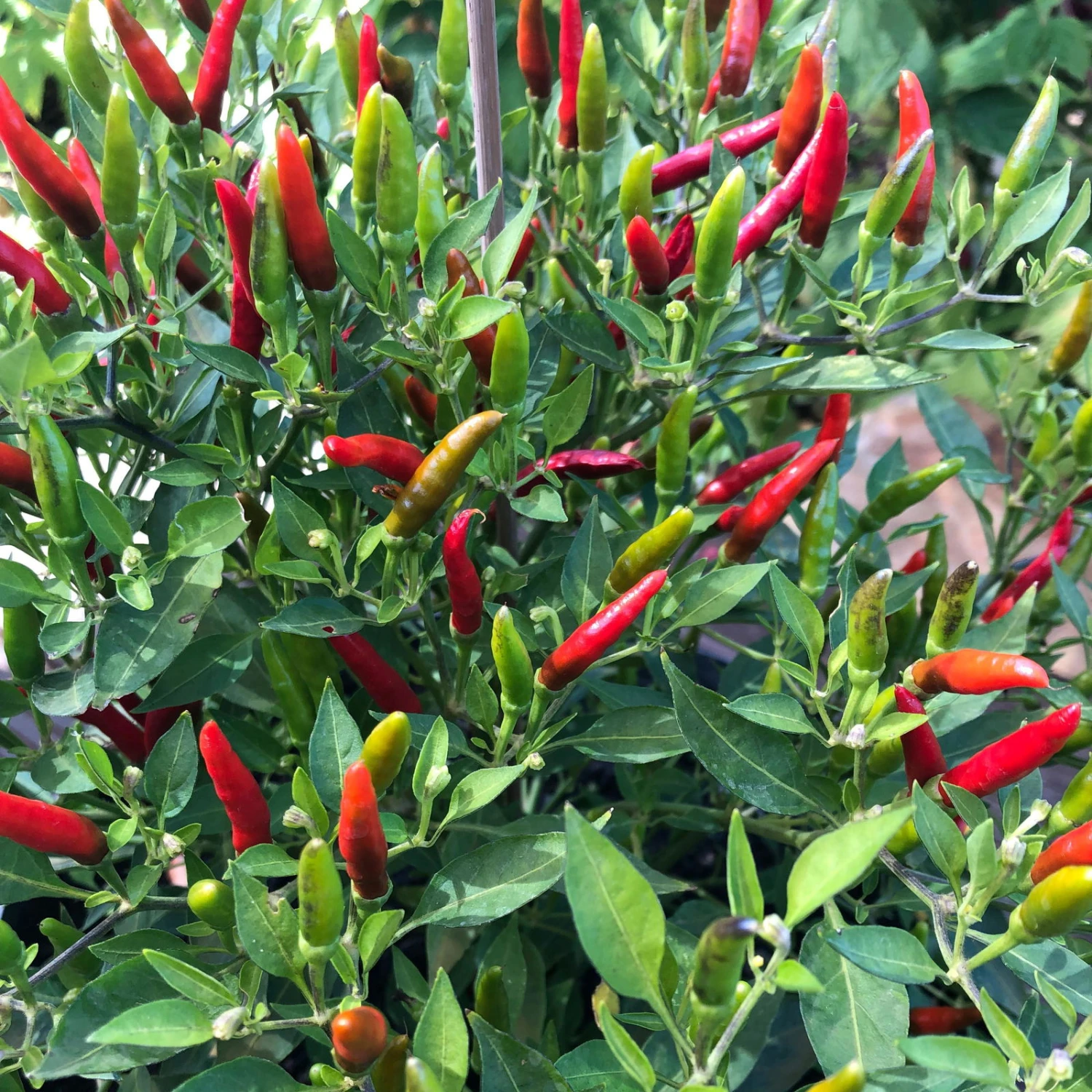 Blu Bio Chili 'Thai Chili F1', Topf-Ø 15 Cm, 3er Set 7 Blu Bio Chili 'Thai Chili F1', Topf-Ø 15 Cm, 3er Set – Bild 5