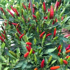 Blu Bio Chili 'Thai Chili F1', Topf-Ø 15 Cm, 3er Set 16 Blu Bio Chili 'Thai Chili F1', Topf-Ø 15 Cm, 3er Set -Die grüne Ecke 1620330133 Blu Bio Thai Chili T15 3er Set mit Fruechte 3 124313