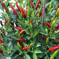 Blu Bio Chili 'Thai Chili F1', Topf-Ø 15 Cm, 3er Set 21 Blu Bio Chili 'Thai Chili F1', Topf-Ø 15 Cm, 3er Set -Die grüne Ecke 1620330133 Blu Bio Thai Chili T15 3er Set mit Fruechte 4 124318