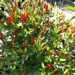 Blu Bio Chili 'Thai Chili F1', Topf-Ø 15 Cm, 3er Set 20 Blu Bio Chili 'Thai Chili F1', Topf-Ø 15 Cm, 3er Set -Die grüne Ecke 1620330133 Blu Bio Thai Chili T15 3er Set mit Fruechte 7 124317