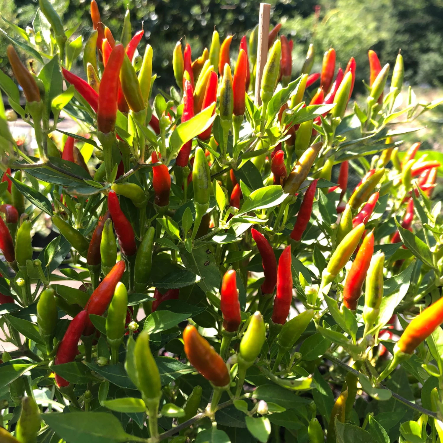 Blu Bio Chili 'Thai Chili F1', Topf-Ø 15 Cm, 3er Set 3 Blu Bio Chili 'Thai Chili F1', Topf-Ø 15 Cm, 3er Set