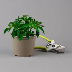 Blu Bio Chili 'Thai Chili F1', Topf-Ø 15 Cm, 3er Set 18 Blu Bio Chili 'Thai Chili F1', Topf-Ø 15 Cm, 3er Set -Die grüne Ecke 1620330133 Blu Bio Thai Chili T15 3er Set mit Fruechte 124315