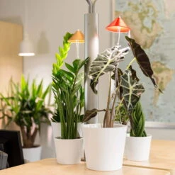 Sunlite Pflanzenlampe Kupfer, 7 Watt 10 Sunlite Pflanzenlampe Kupfer, 7 Watt -Die grüne Ecke 2950200231 Sunlite Pflanzenlampe Kupfer 7W 4 60396