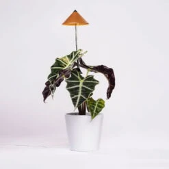 Sunlite Pflanzenlampe Kupfer, 7 Watt 8 Sunlite Pflanzenlampe Kupfer, 7 Watt -Die grüne Ecke 2950200231 Sunlite Pflanzenlampe Kupfer 7W 3 94099