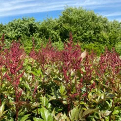 Bio Prachtspiere Rot, Topf-Ø 11 Cm, 3er-Set -Die grüne Ecke 319100263 astilbe arendsii rot 1 123842