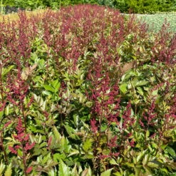 Bio Prachtspiere Rot, Topf-Ø 11 Cm, 3er-Set -Die grüne Ecke 319100263 astilbe arendsii rot 3 123844