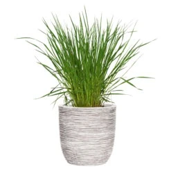 Capi Europe Pflanzgefäß Tutch Riffel Cullen, Elfenbein -Die grüne Ecke 3210103326 Pflanzgefaess Rib Cullen elfenbein 63452