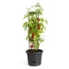 Tomatentopf „Green Basics“ In Living Black Von Elho, Maße D 33 X H 25, 13 Liter -Die grüne Ecke 3210103648 Tomatentopf Green Basics living black D33xH25cm 13l 61896