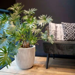 Pflanzgefäß 'Groove', Elfenbein, Ø 35 X H 34 Cm 6 Pflanzgefäß 'Groove', Elfenbein, Ø 35 X H 34 Cm -Die grüne Ecke 3210104106 pflanzgefaess groove 2 116898