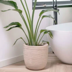 Pflanzgefäß 'Rib', Beige, Ø 35 X H 34 Cm -Die grüne Ecke 3210104126 3210104127 pflanzgefaess rib beige 3 116921