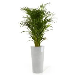 Pflanzgefäß 'Amsterdam Midi', Weißgrau, Ø 34 X H 66 Cm -Die grüne Ecke 3210104146 pflanzgefaess amsterdam midi 2 117455