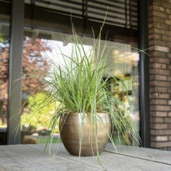 Pflanzgefäß 'Rowen', Gold, Ø 19 X H 13 Cm -Die grüne Ecke 3210801608 Pflanzgefaess Rowen gold 1 114972