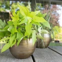 Pflanzgefäß 'Rowen', Gold, Ø 22 X H 17 Cm -Die grüne Ecke 3210801609 Pflanzgefaess Rowen gold D 22 x H 17 cm 2 114968